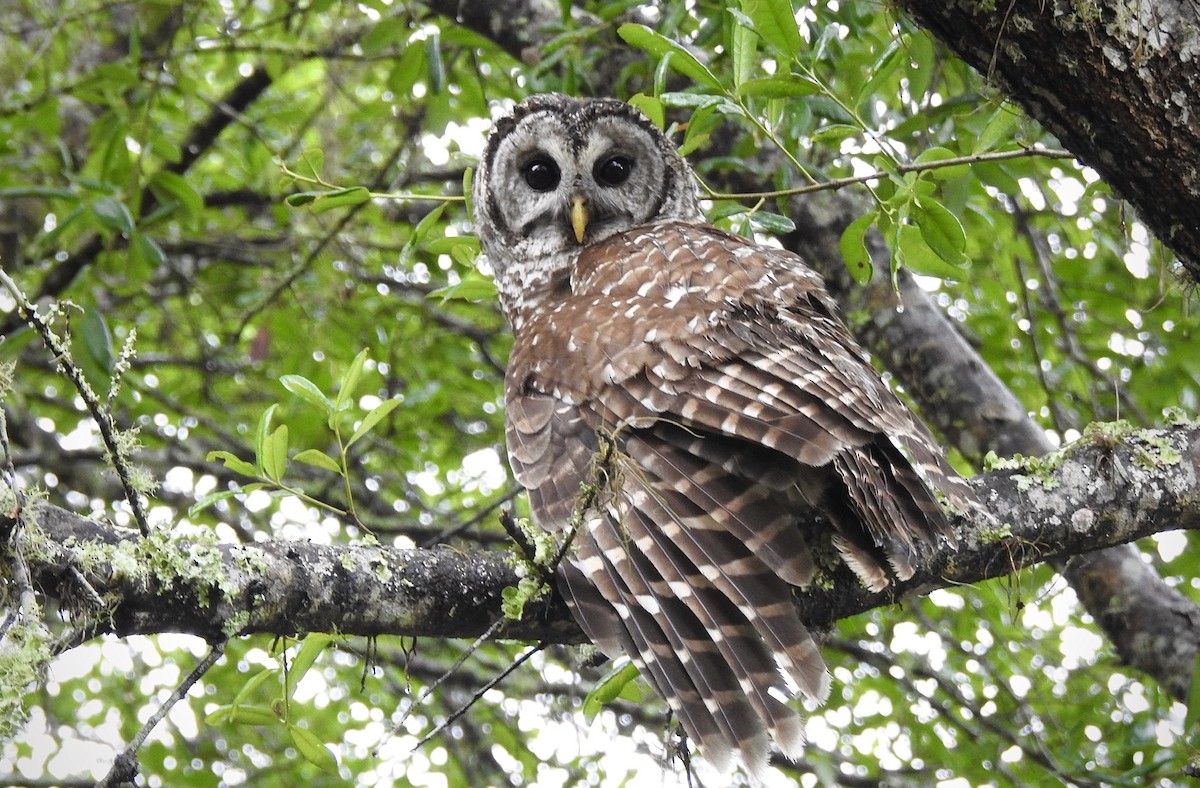 Barred Owl - ML327978821