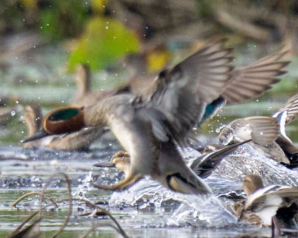Green-winged Teal - ML327979231