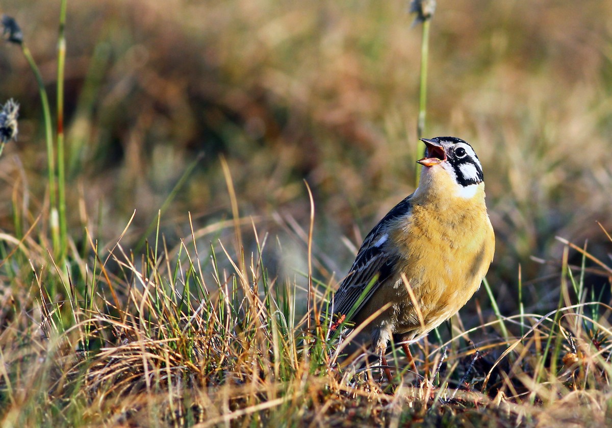 Smith's Longspur - ML32797931