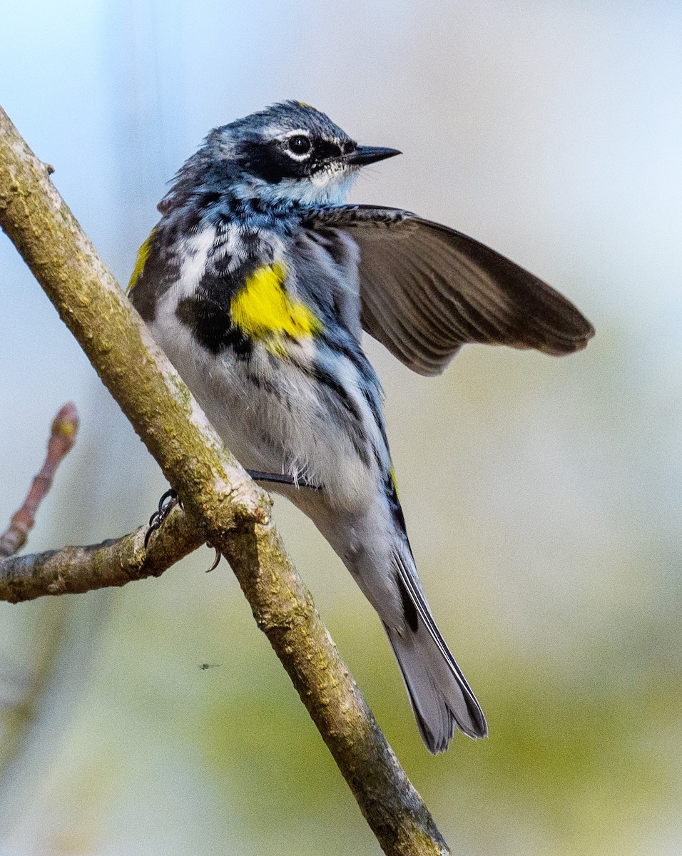 Yellow-rumped Warbler - ML327979971