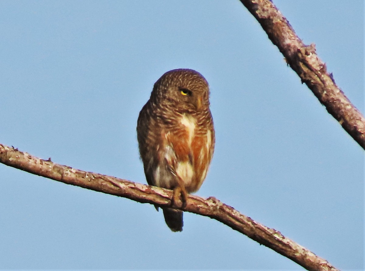 Asian Barred Owlet - ML327981381