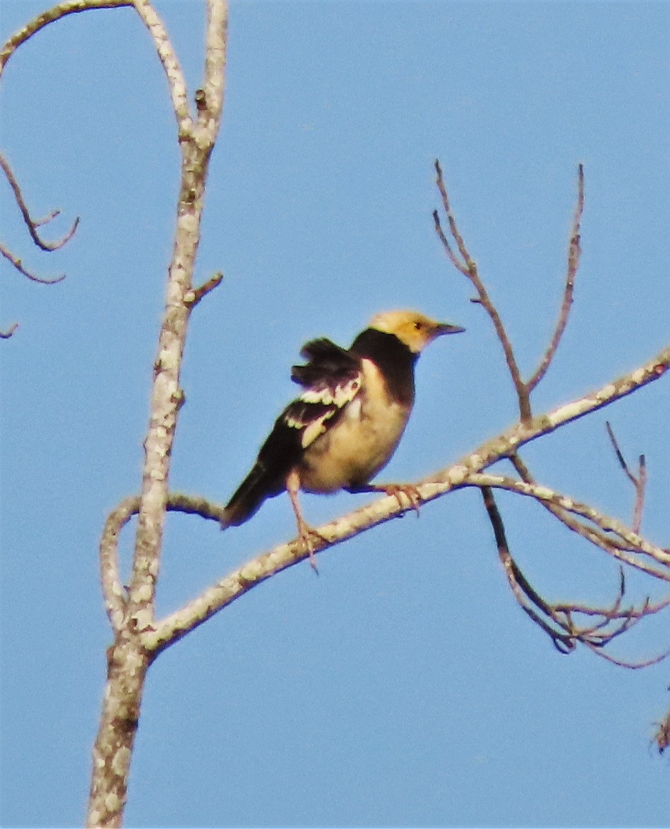 Black-collared Starling - ML327981691