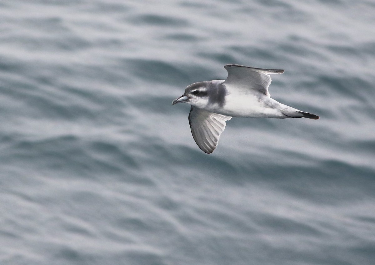 Antarctic Prion - ML32798171