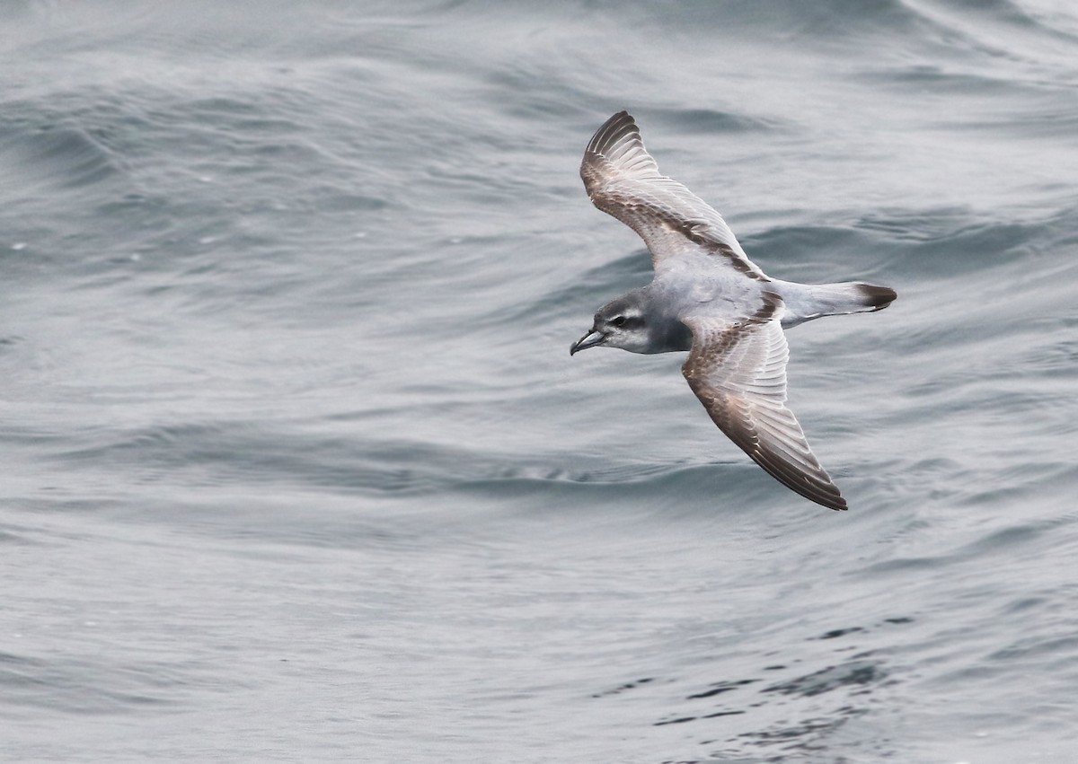 Antarctic Prion - ML32798181