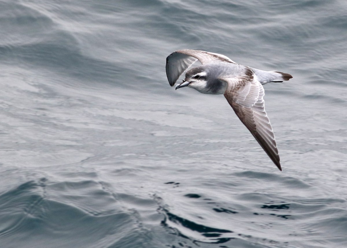 Antarctic Prion - ML32798191