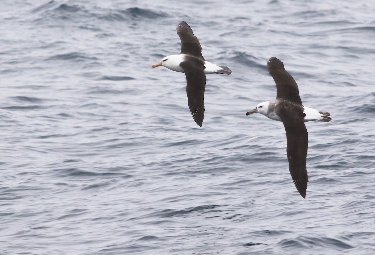 Black-browed Albatross - ML32798271