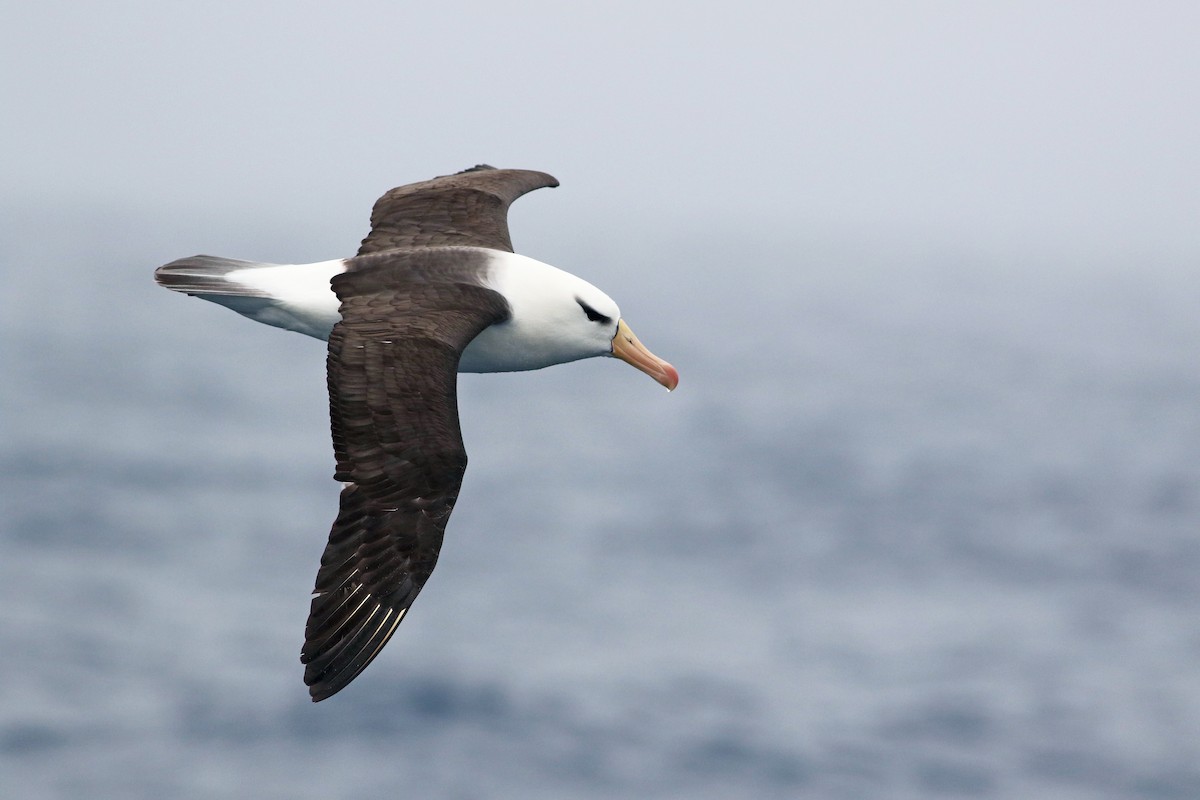 Black-browed Albatross - ML32798301