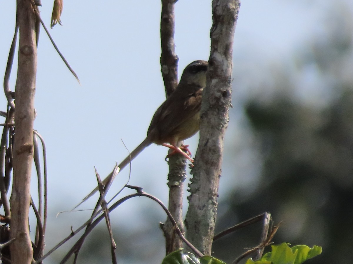 Hill Prinia - Paula Haynes