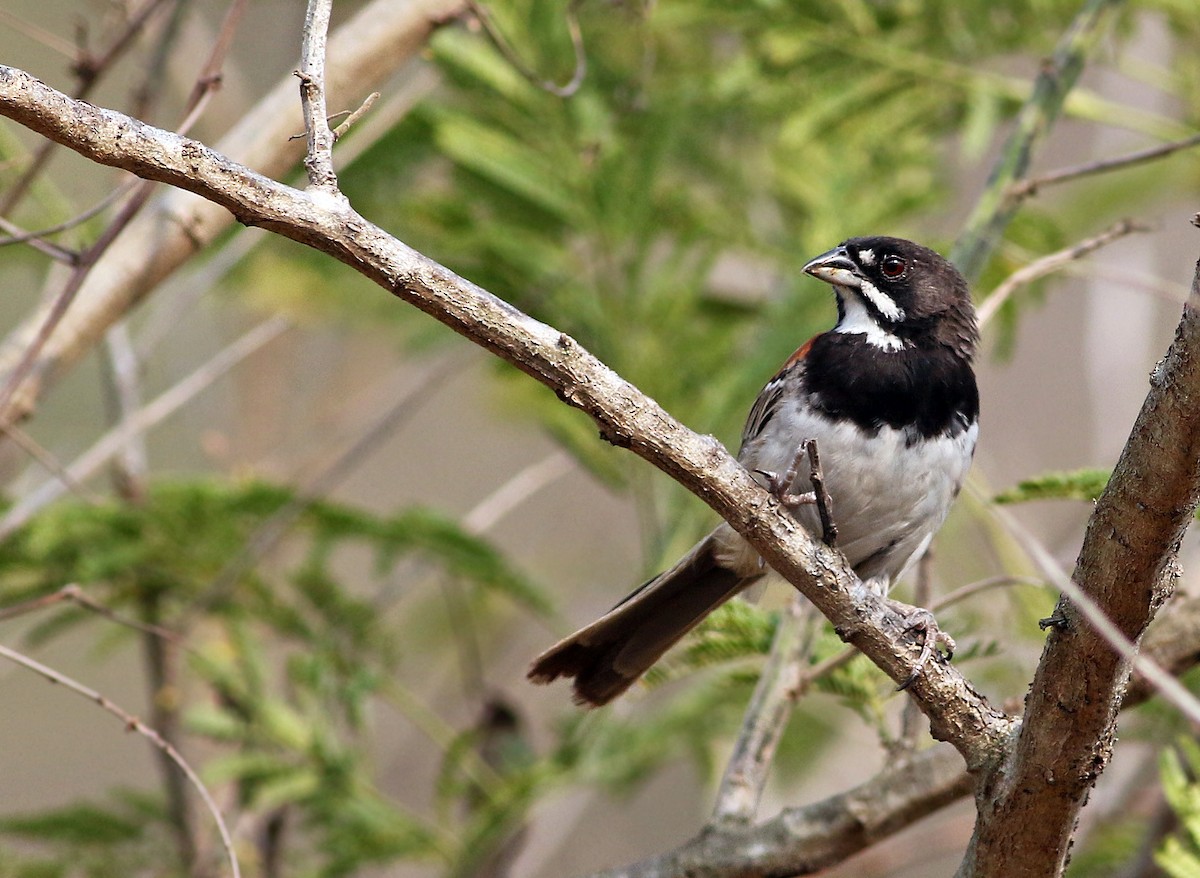 Black-chested Sparrow - Andrew Spencer