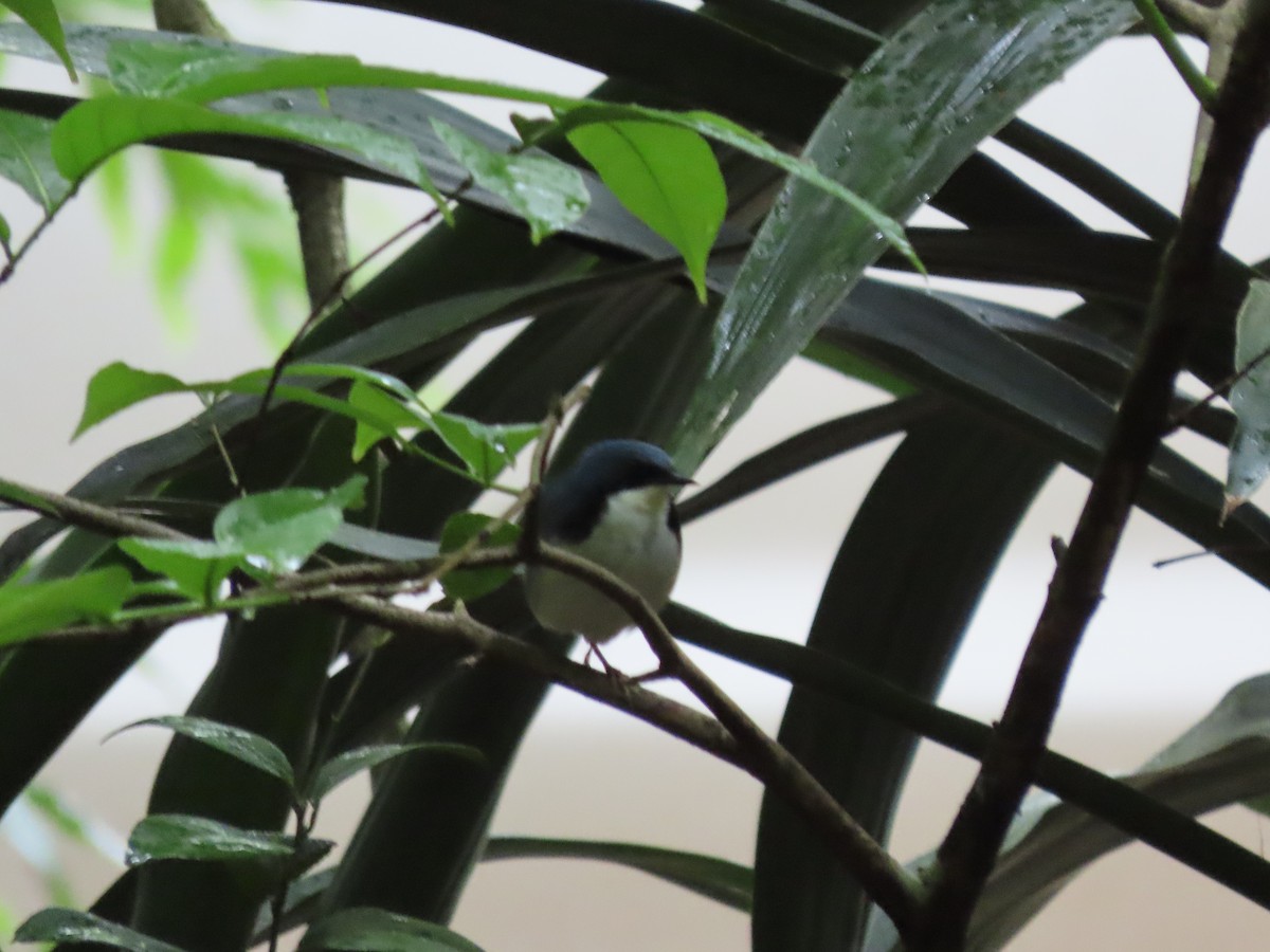 Siberian Blue Robin - ML327984691