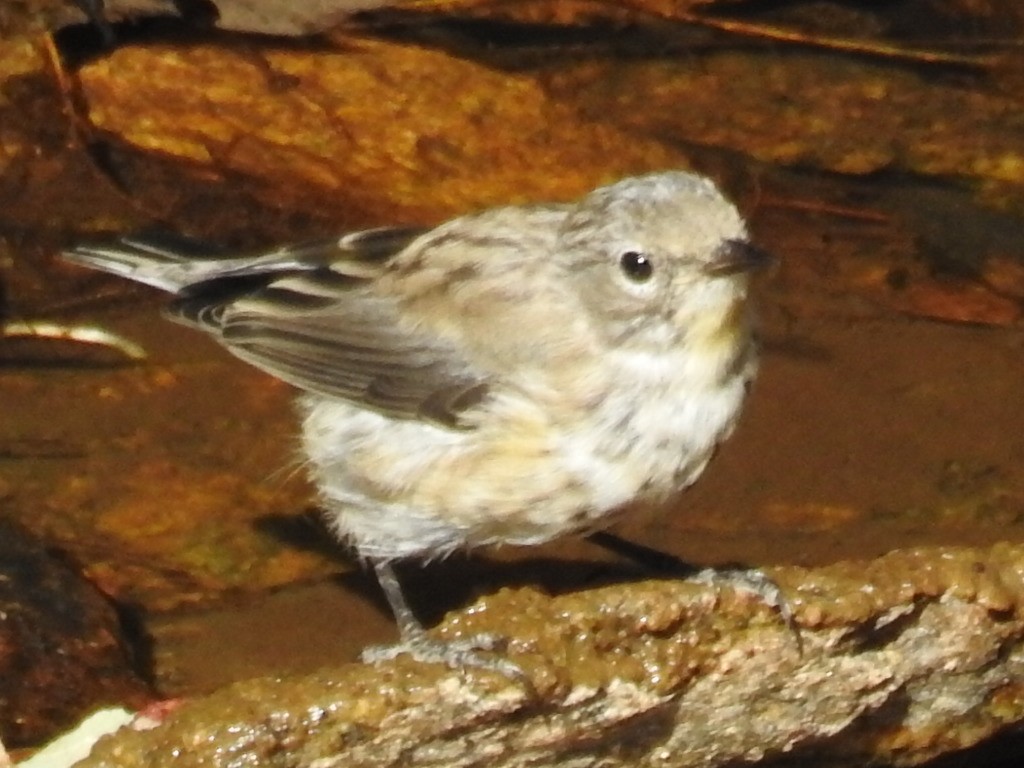 Yellow-rumped Warbler - Tina Toth