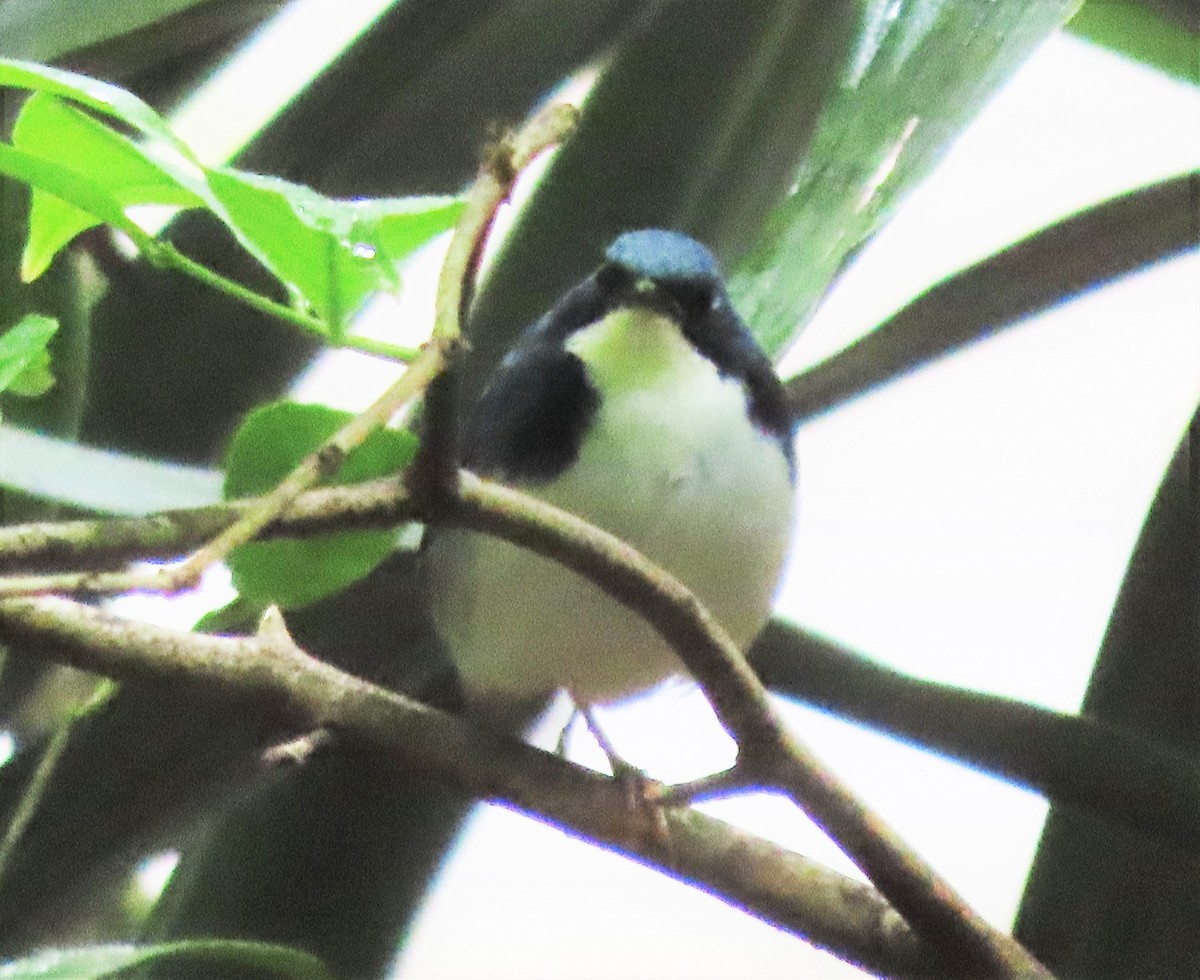 Siberian Blue Robin - ML327984761