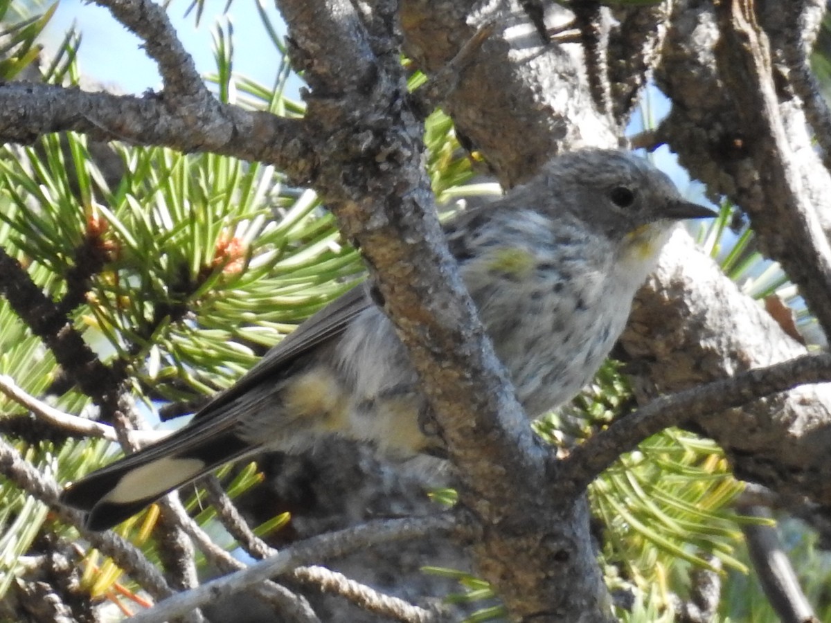 Yellow-rumped Warbler - Tina Toth