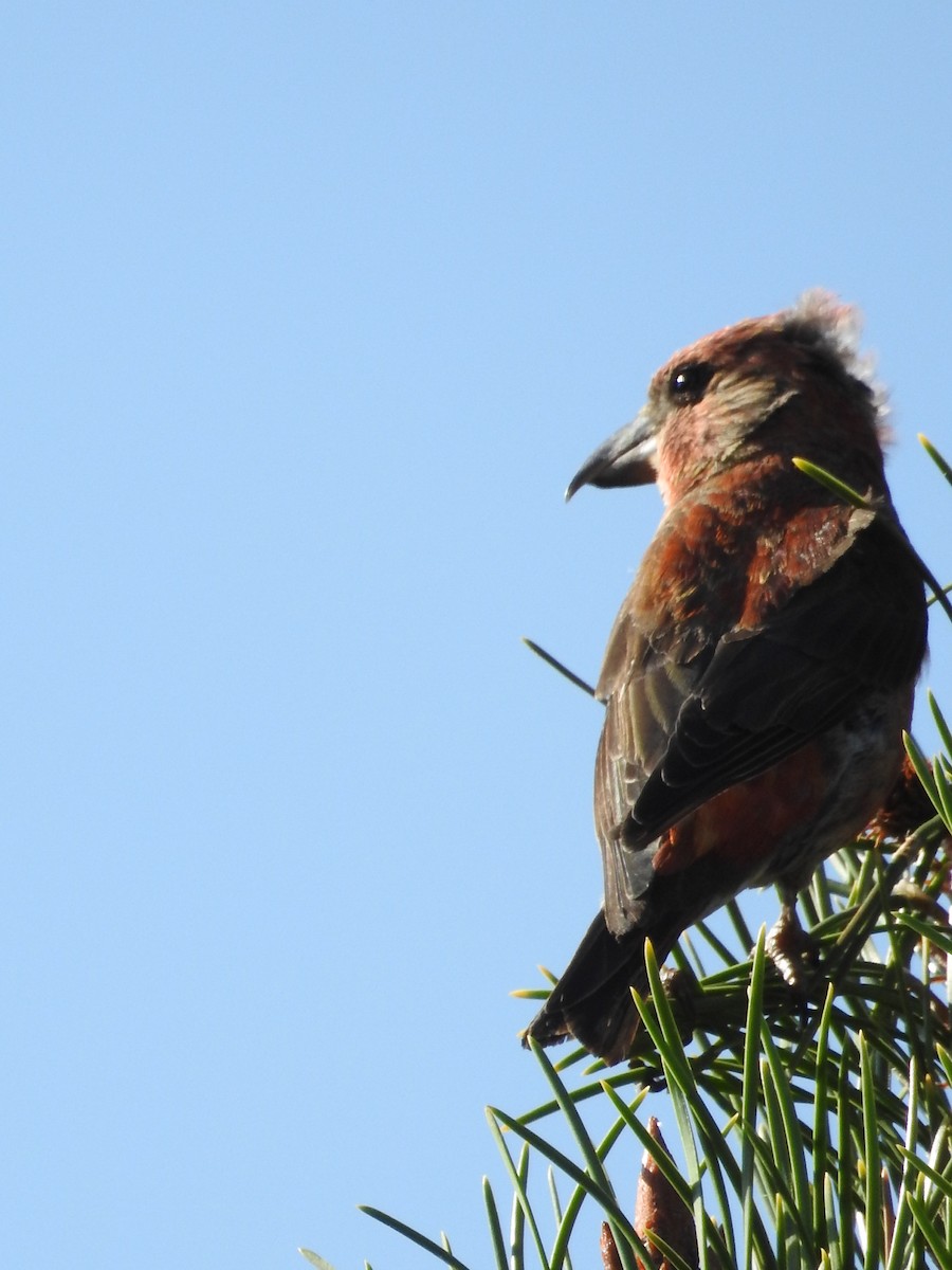 Red Crossbill - ML32798491