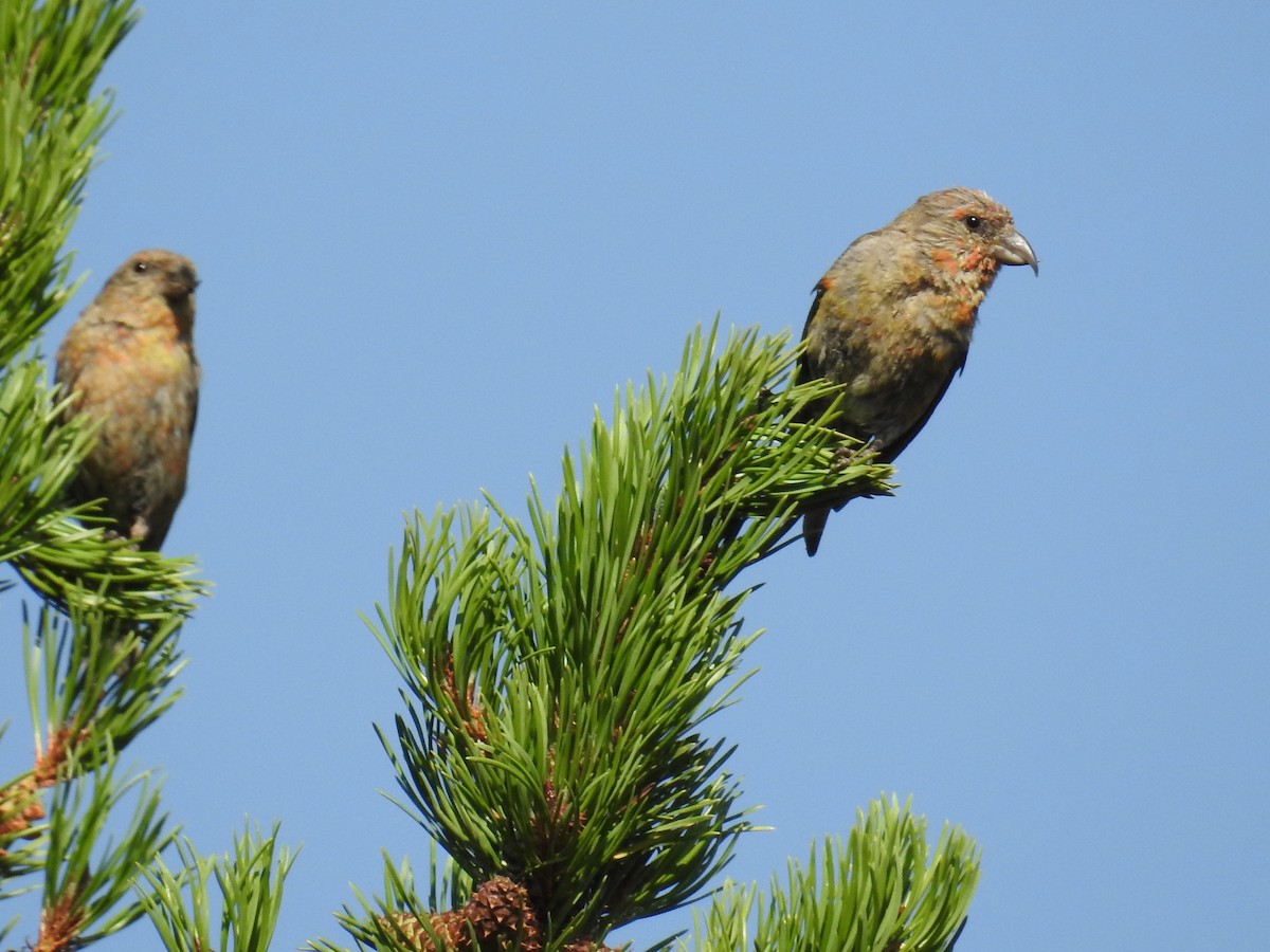 Red Crossbill - Tina Toth