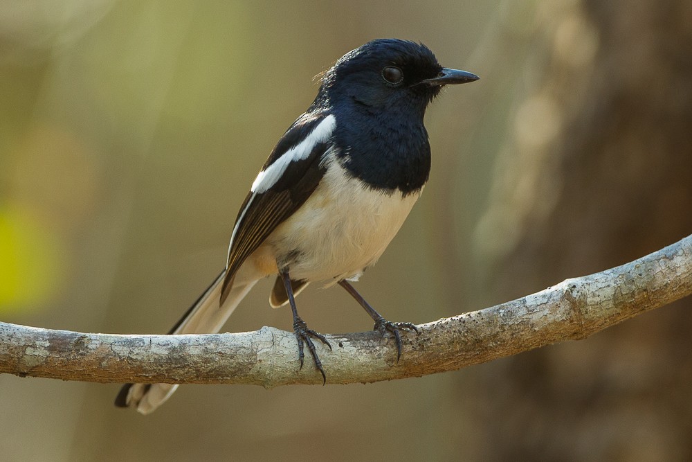 Madagascar Magpie-Robin - Francesco Veronesi