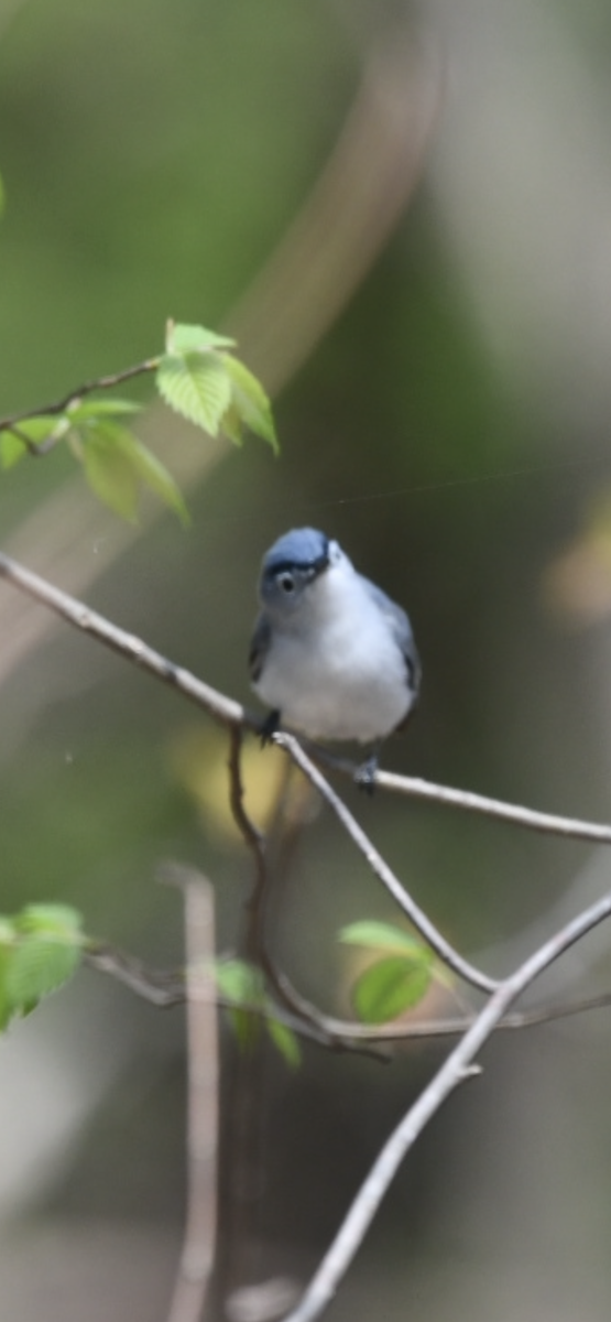 Blue-gray Gnatcatcher - ML327985631
