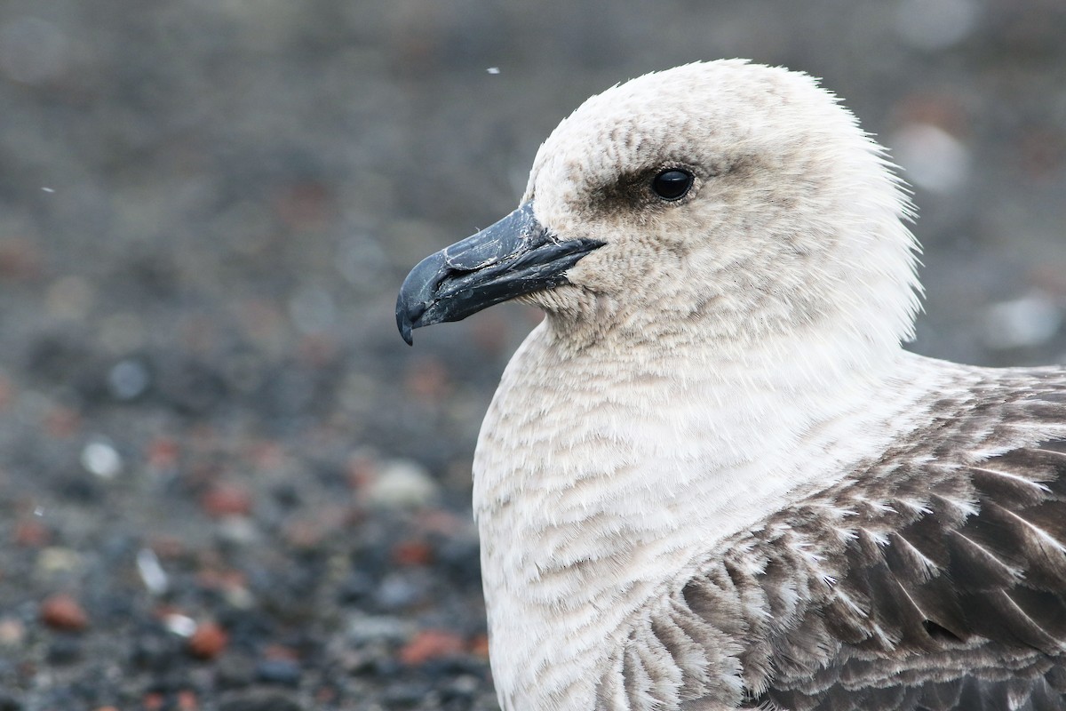 South Polar Skua - ML32798591