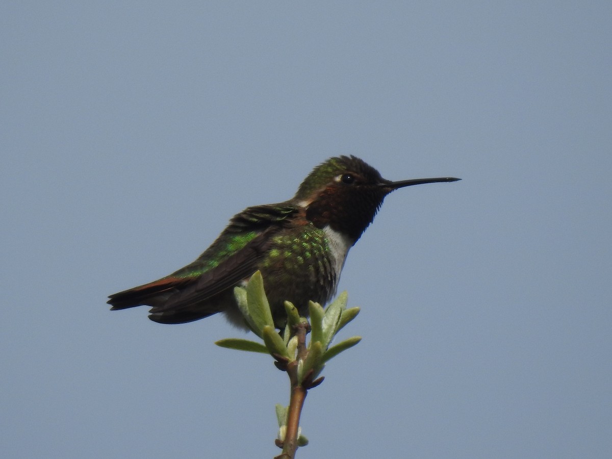 Colibrí de Anna x Rufo (híbrido) - ML327985921