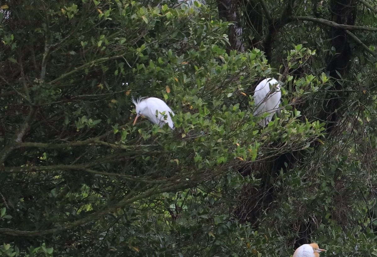 Chinese Egret - Allen Lyu