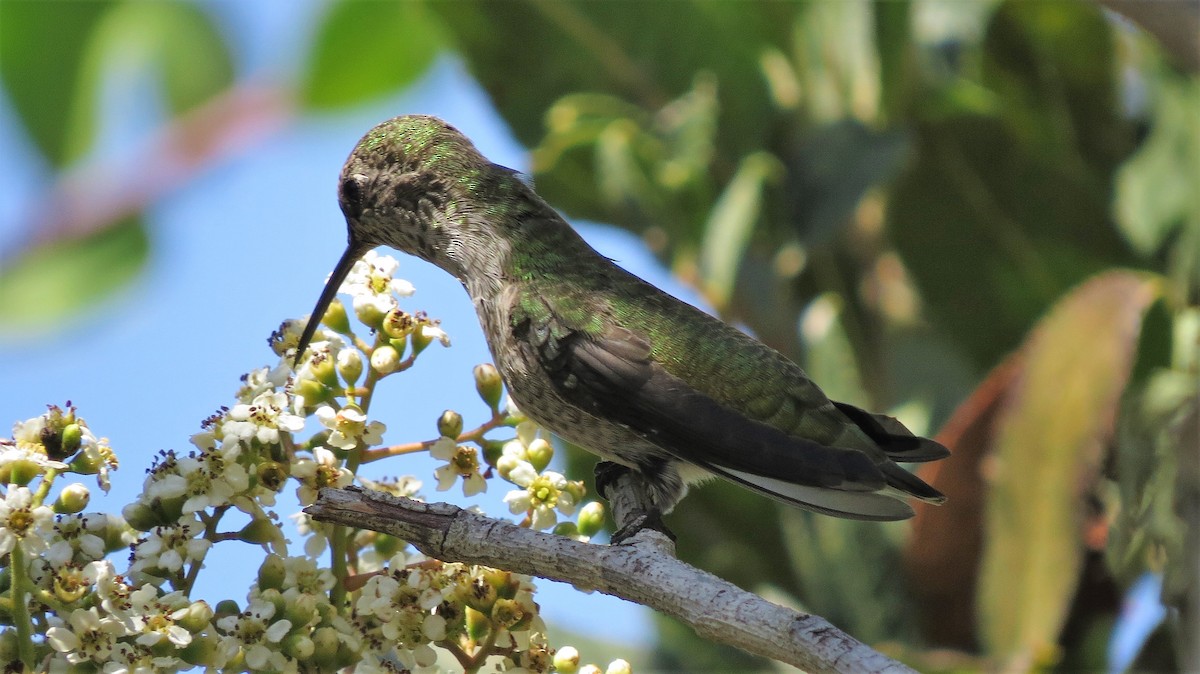 Anna's Hummingbird - ML327986331