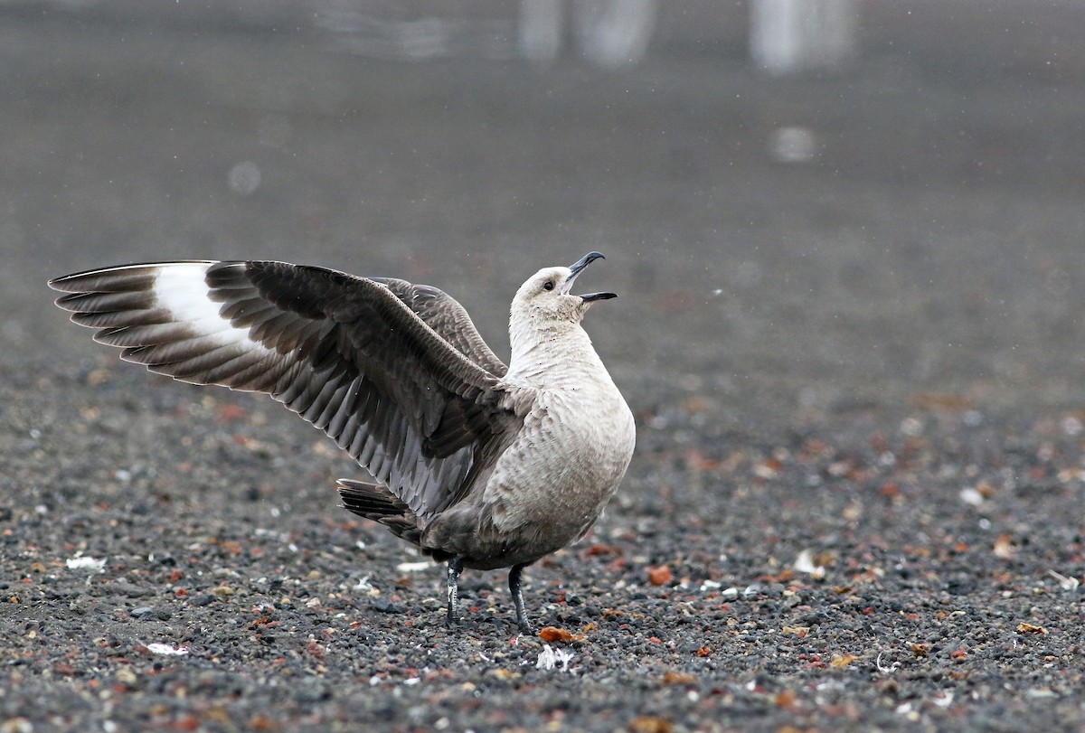 South Polar Skua - ML32798661