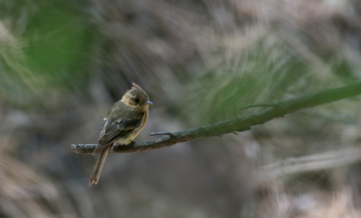Tufted Flycatcher (Mexican) - ML32798851