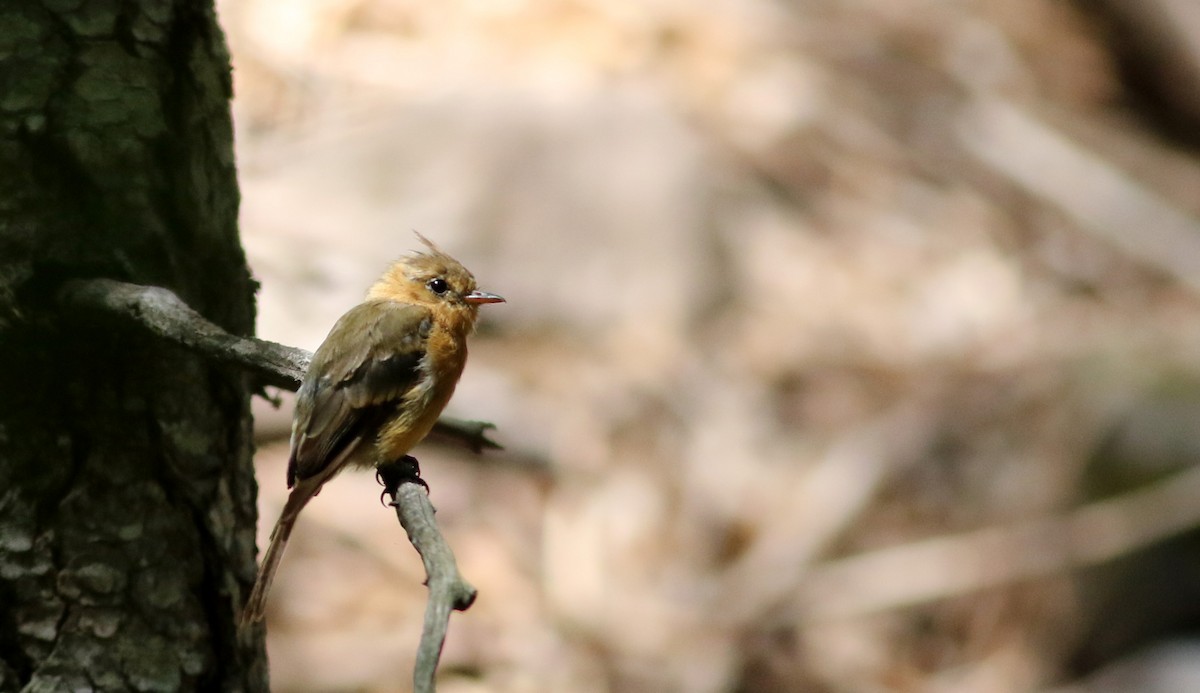 フサボウシハエトリ（phaeocercus／tenuirostris） - ML32798871