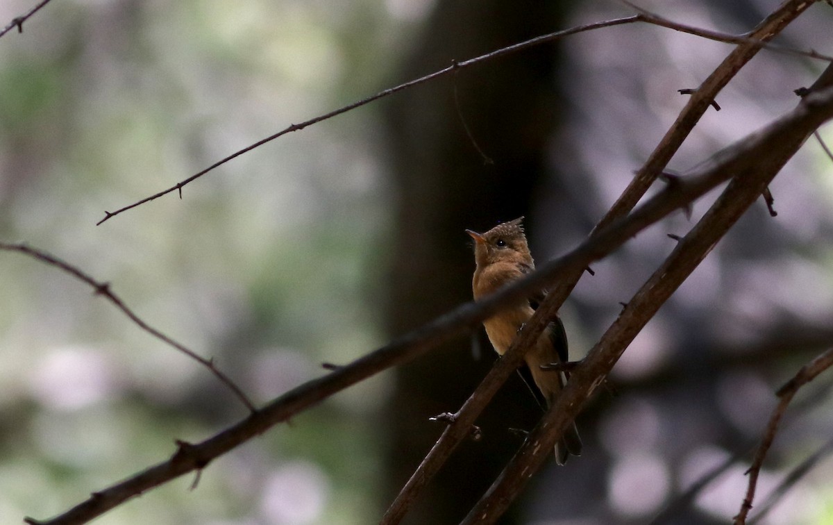 Tufted Flycatcher (Mexican) - ML32798881