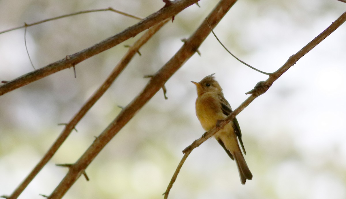 Gelbbauch-Schnäppertyrann (phaeocercus/tenuirostris) - ML32798891