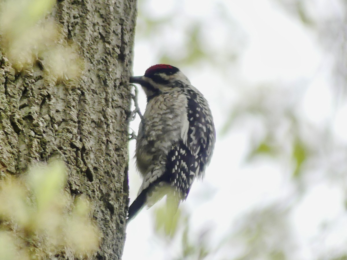 Yellow-bellied Sapsucker - ML327989341