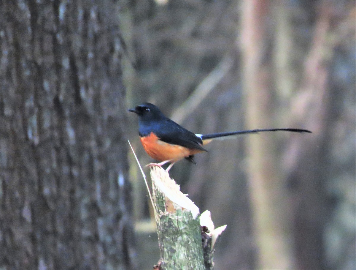 White-rumped Shama - ML327989381