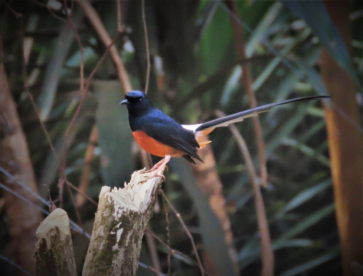 White-rumped Shama - ML327989431