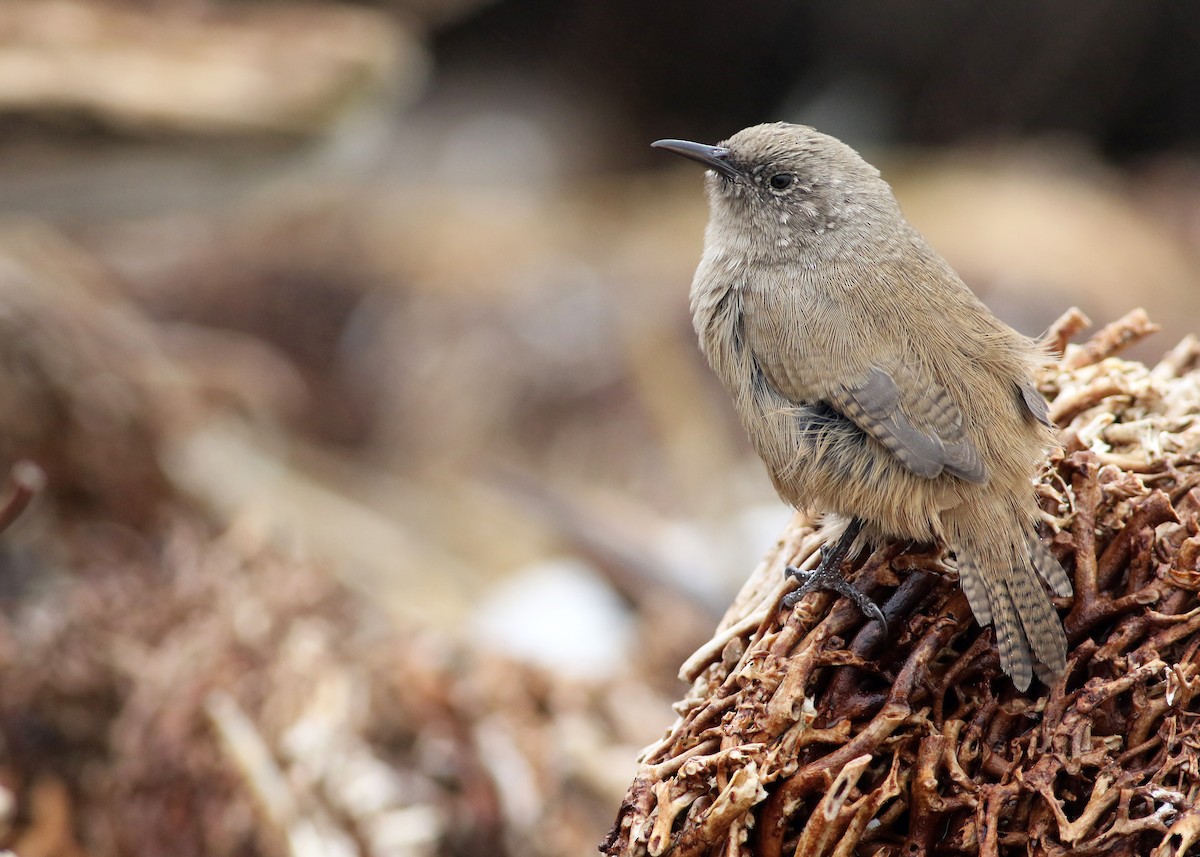 Cobb's Wren - ML32798951