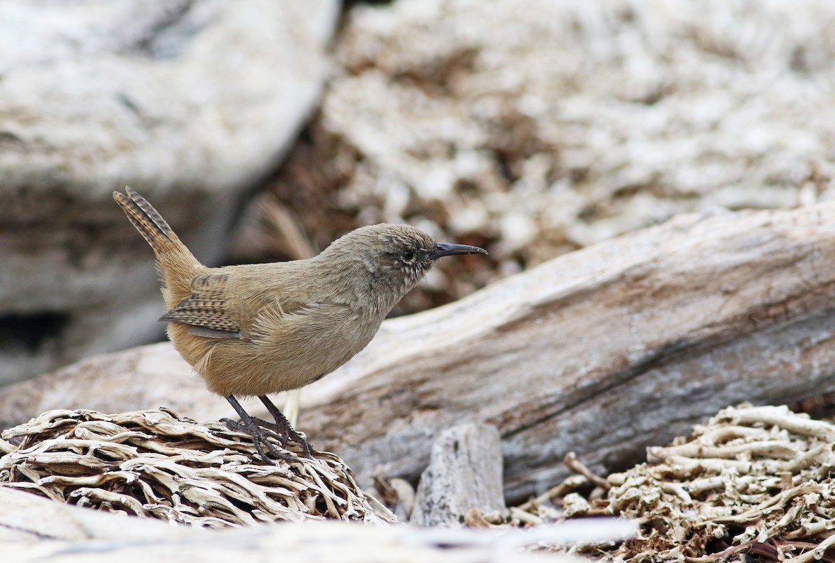 Cobb's Wren - ML32798961