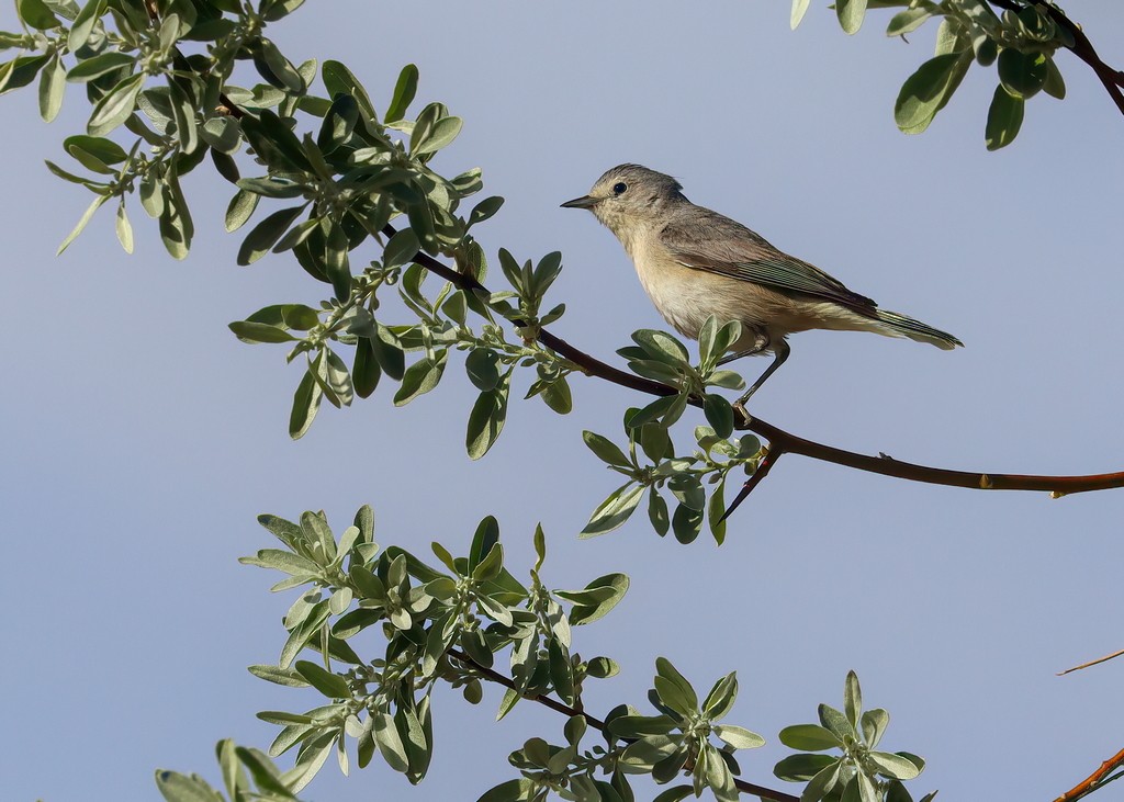 Lucy's Warbler - ML327990251