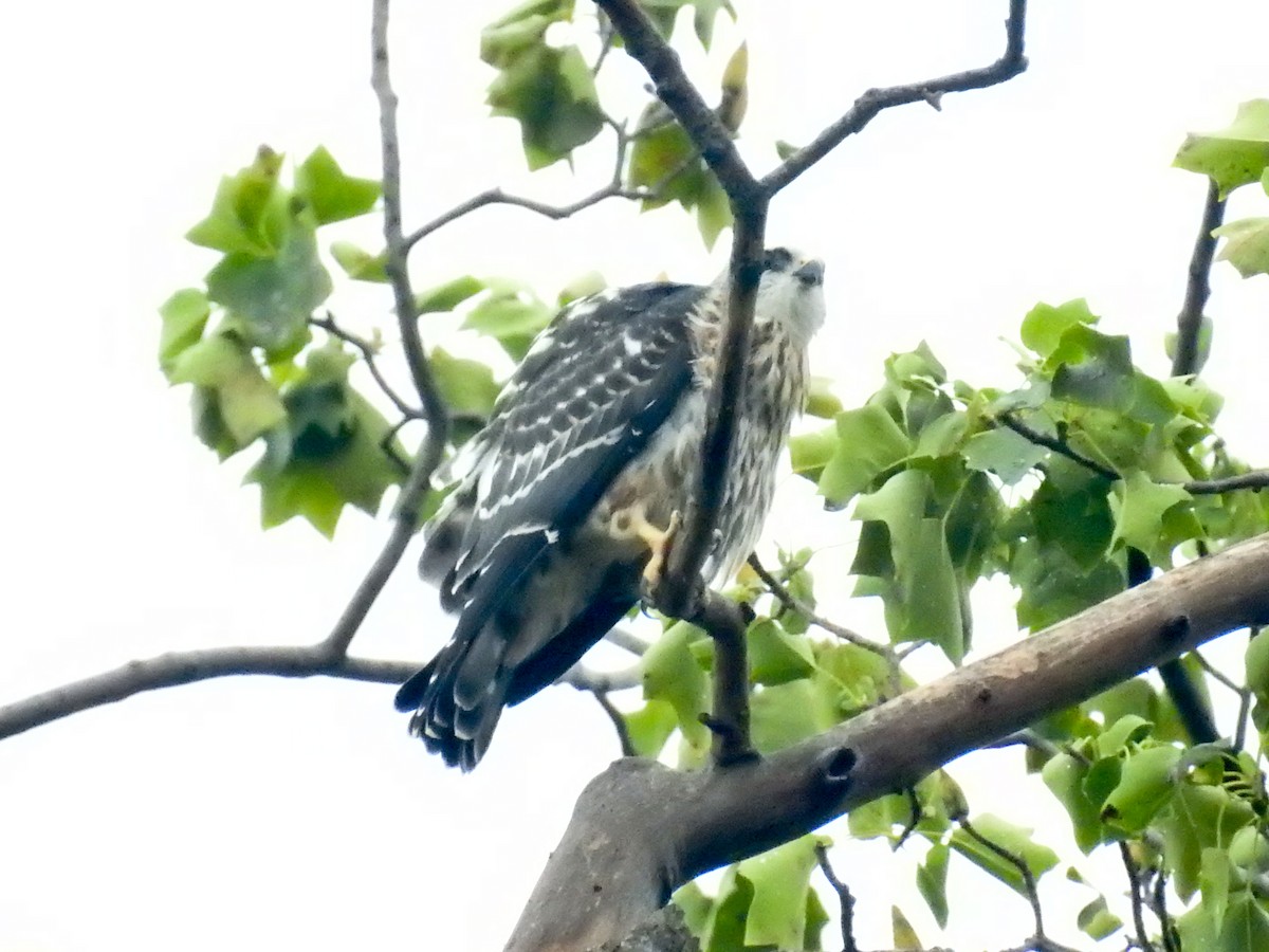 Mississippi Kite - Tom Auer