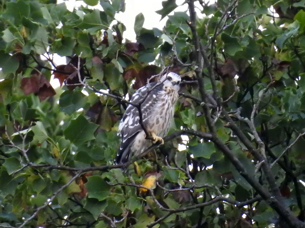 Mississippi Kite - ML32799071