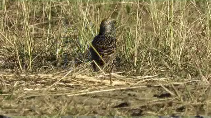 European Starling - ML32799131