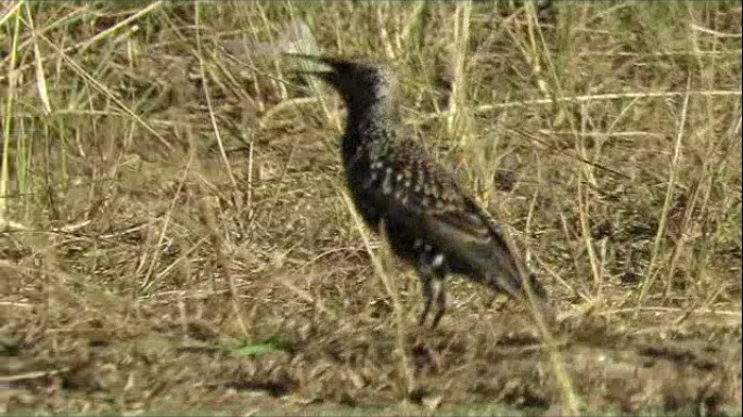 European Starling - ML32799141