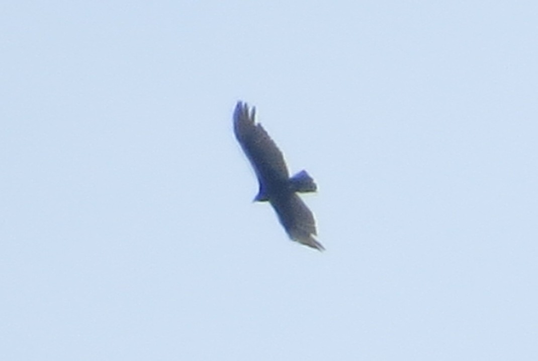 Turkey Vulture - ML327991511