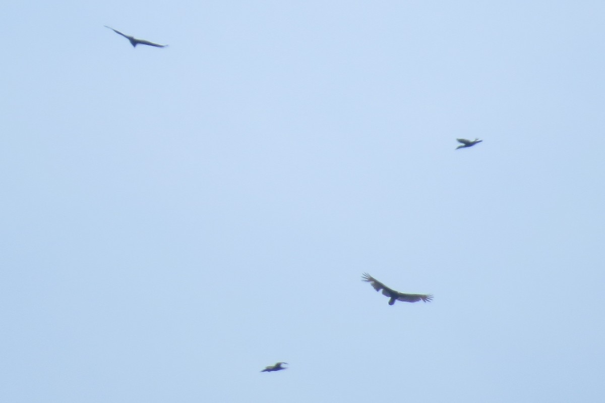 Turkey Vulture - ML327991571