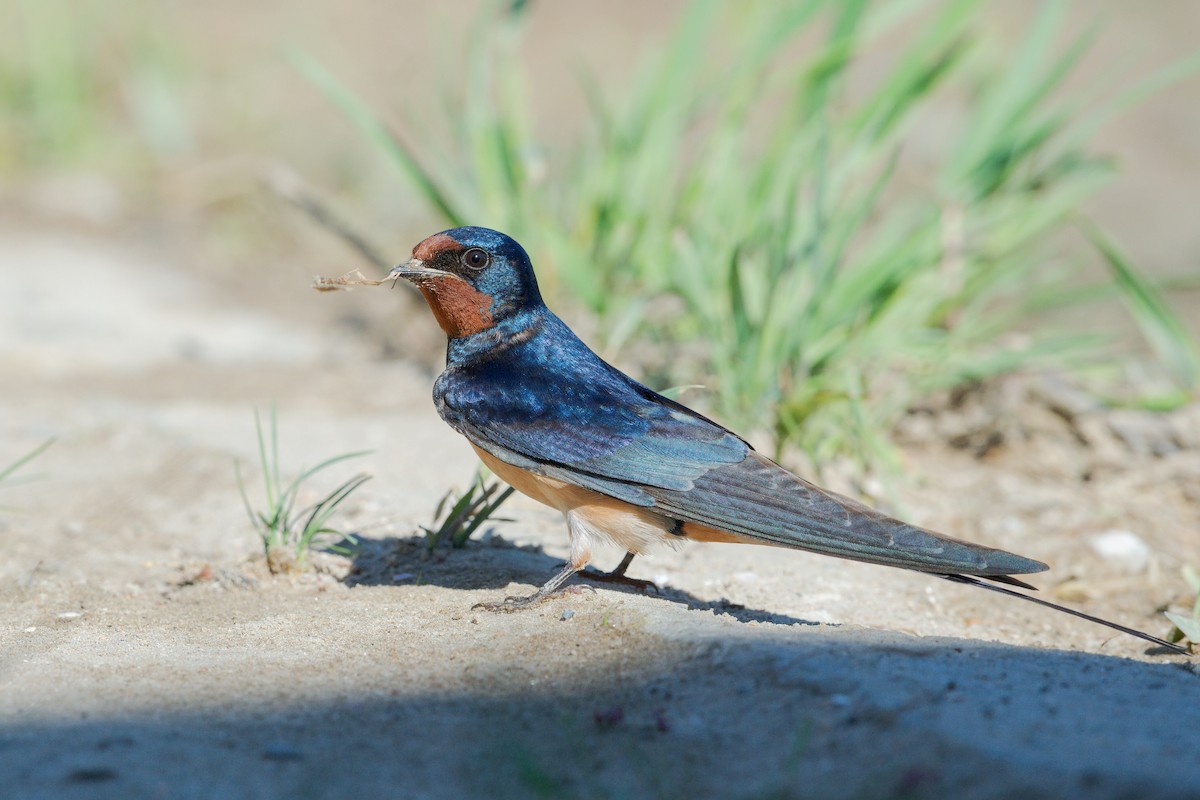 Golondrina Común - ML327991591