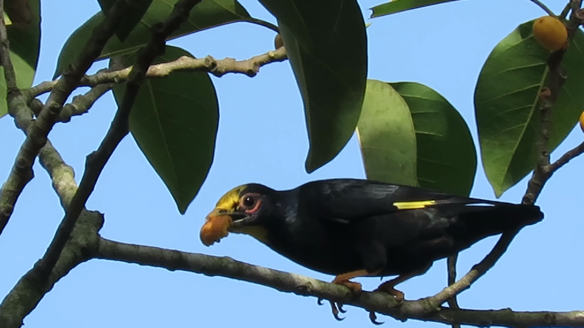 Golden-crested Myna - ML32799181