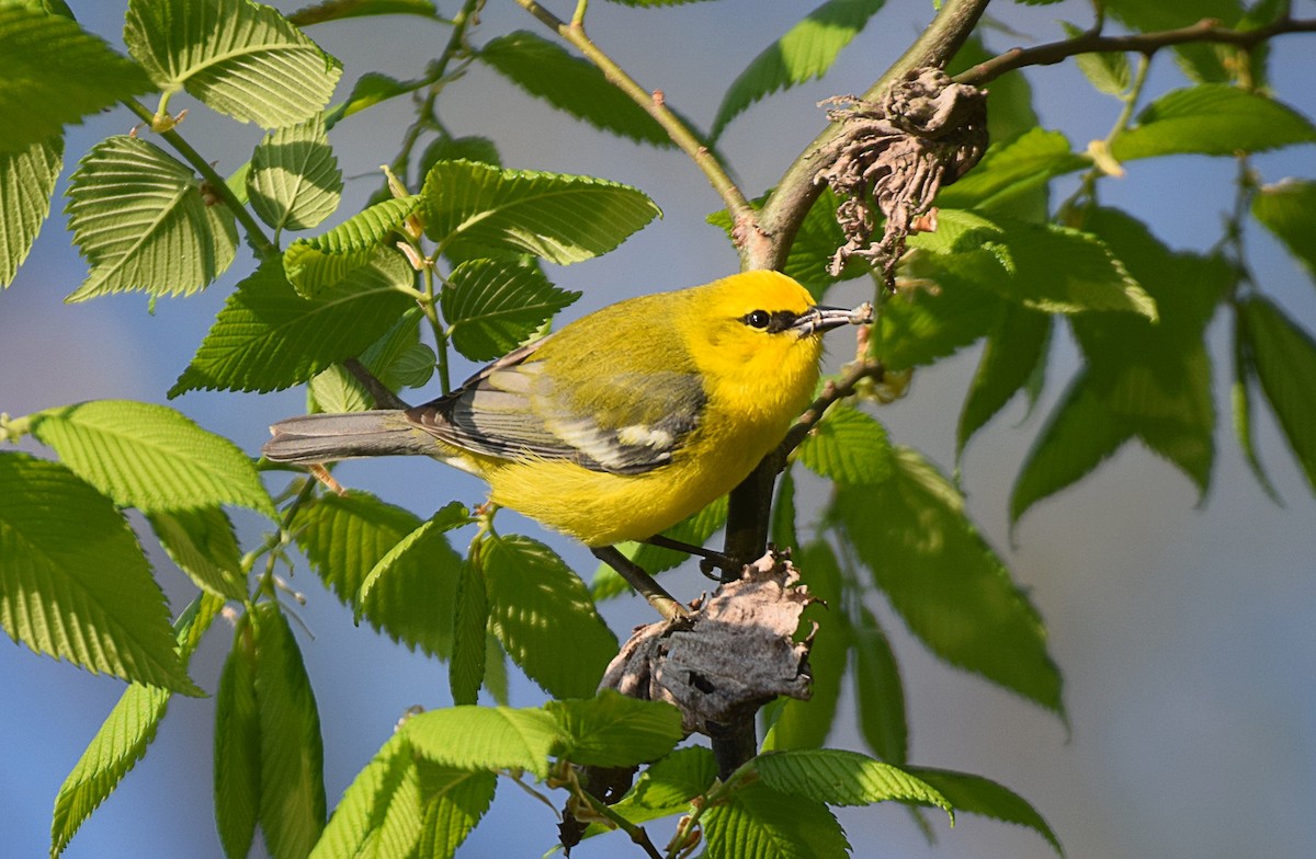 Blue-winged Warbler - Hugh Barger