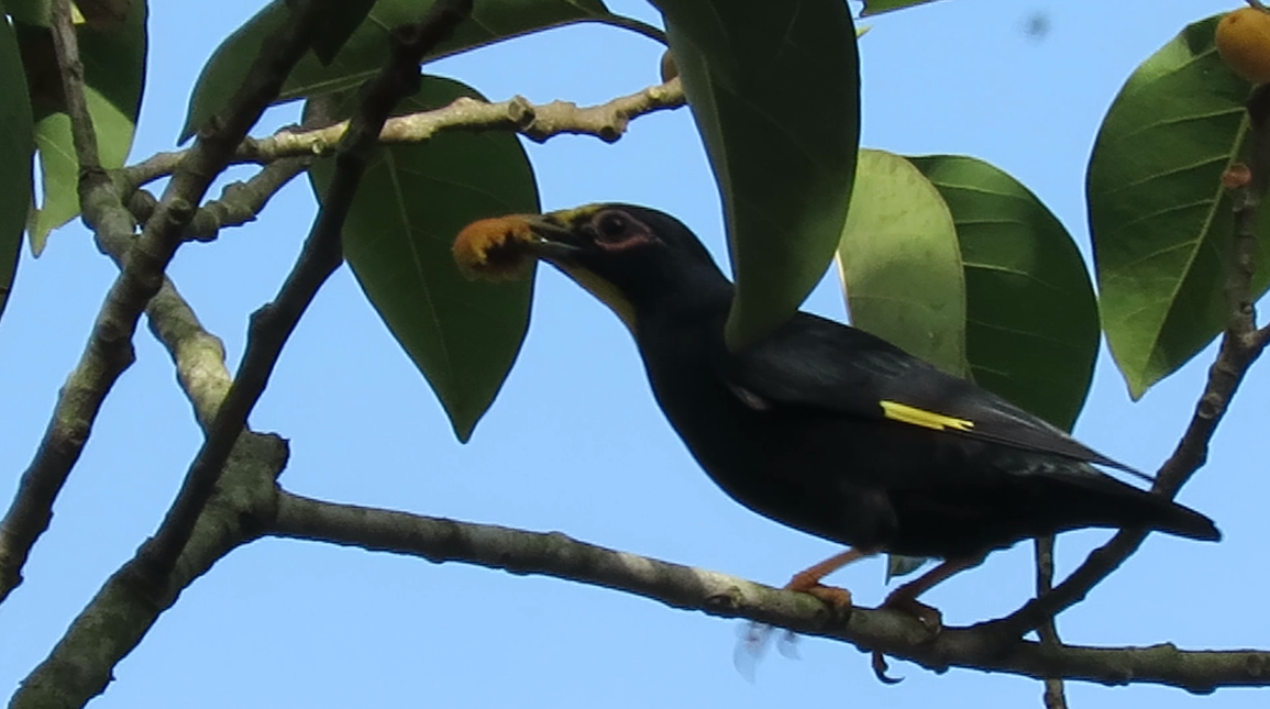 Golden-crested Myna - ML32799191