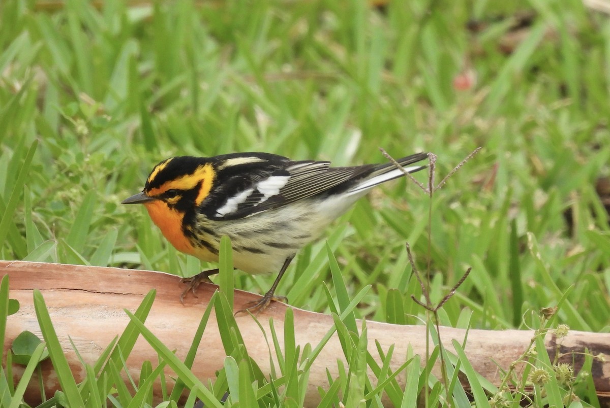 Blackburnian Warbler - Nick Ramsey