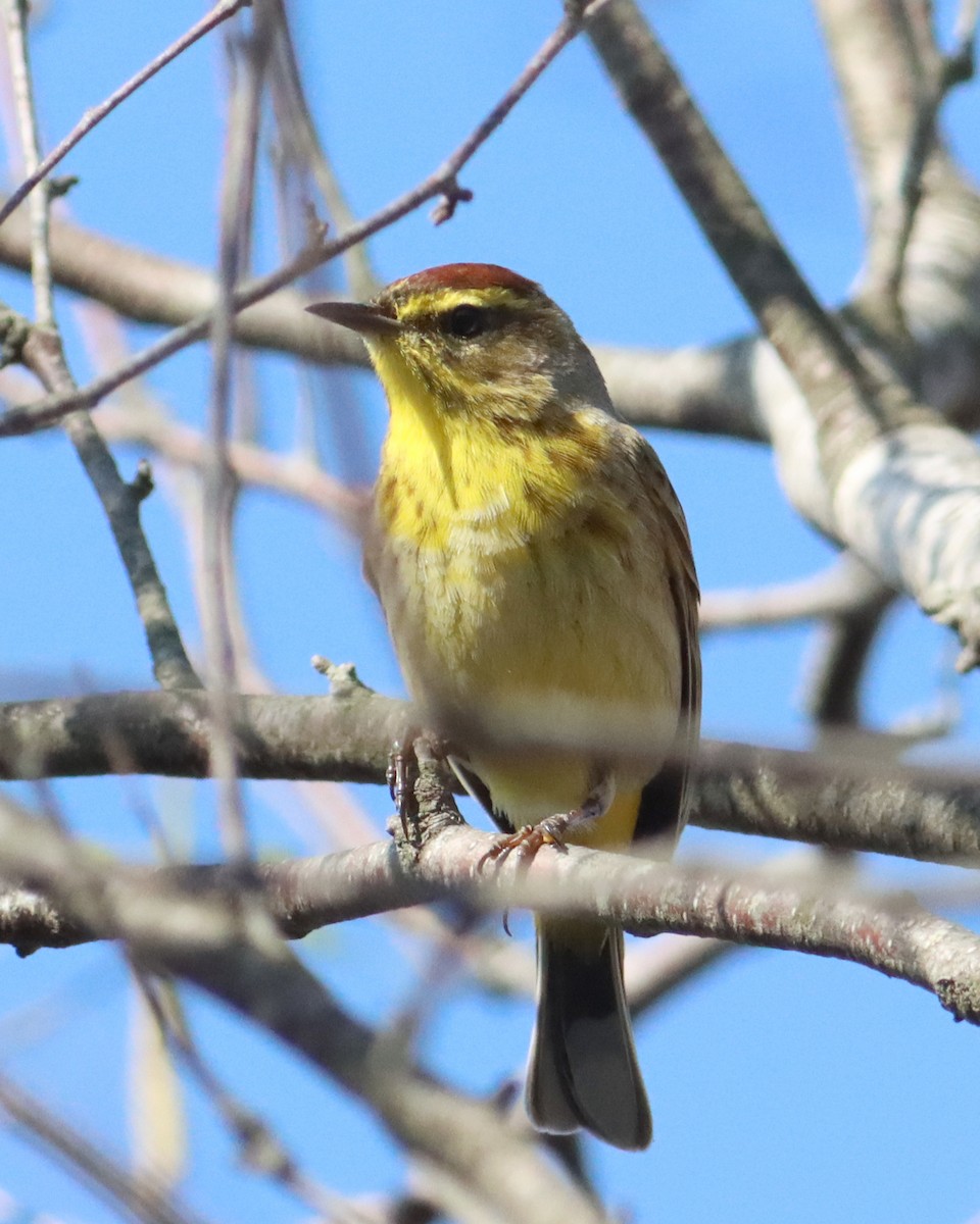 Palm Warbler - ML327992631