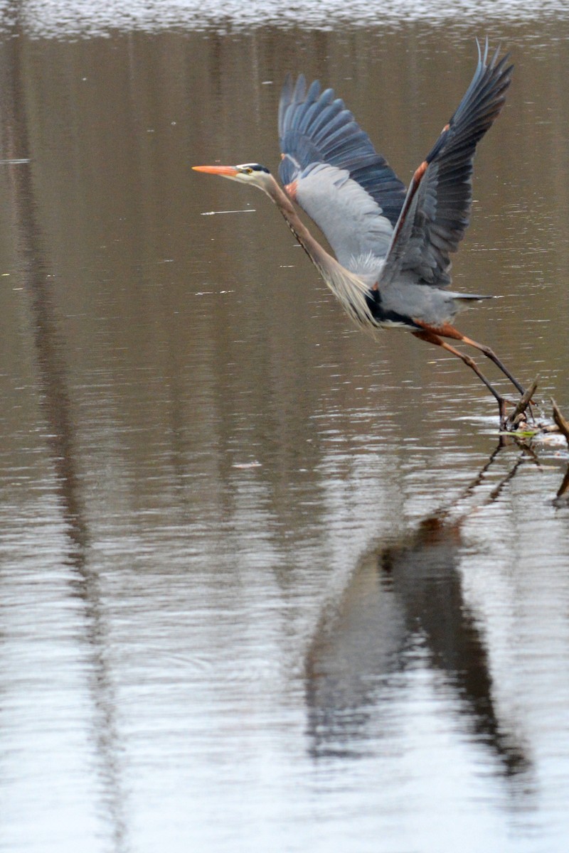 Great Blue Heron - ML327993481