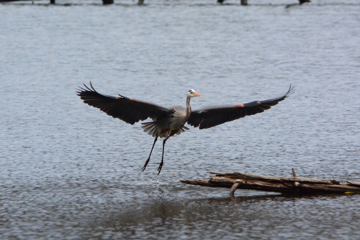 Great Blue Heron - ML327993531